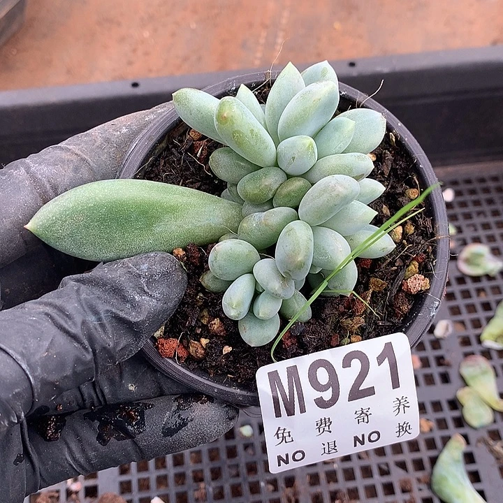 胖体哥特自然群 多肉植物9.25号左右发