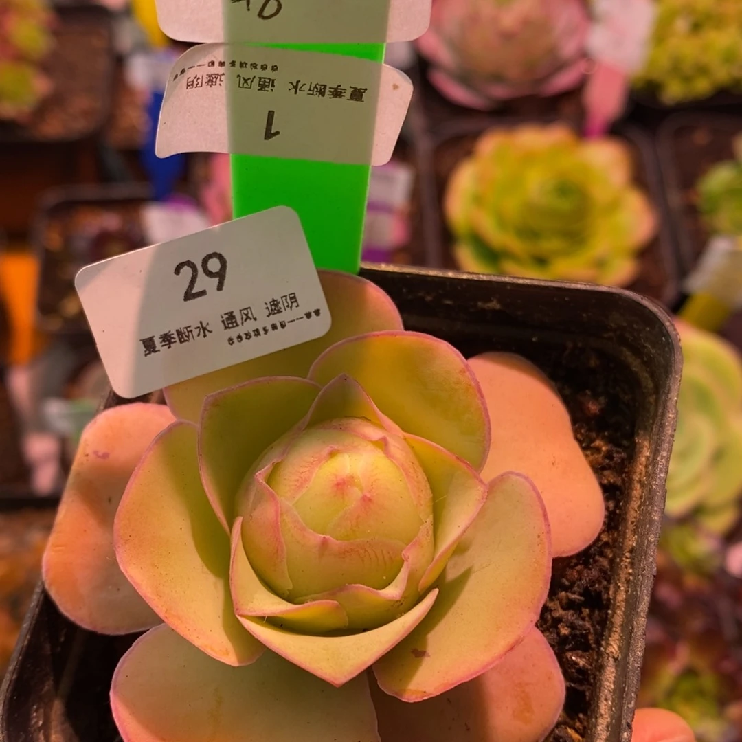 29号琼台—山地玫瑰