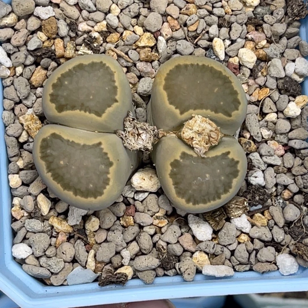 5089双头柠檬菊1母本