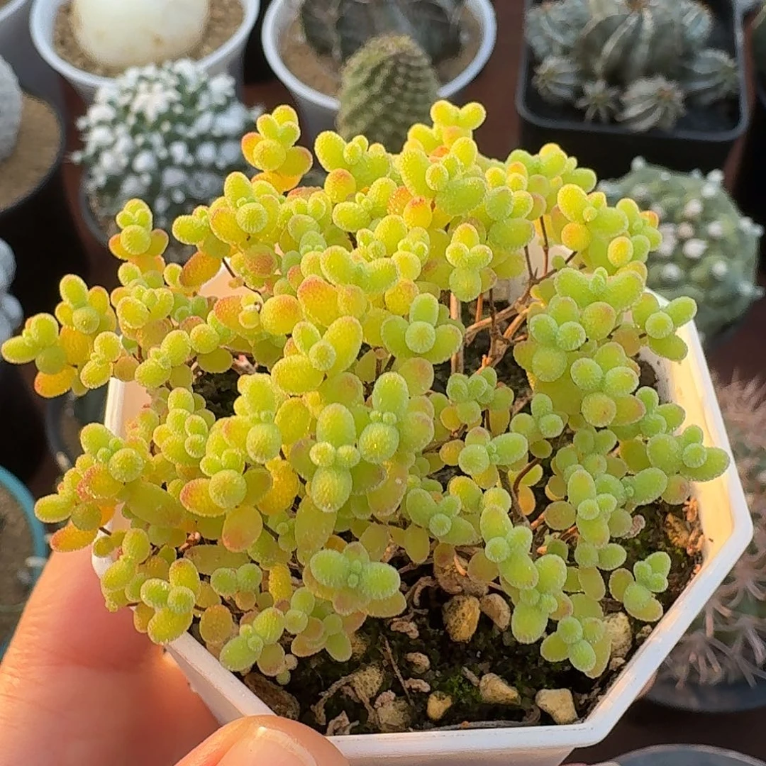 蜜橘仙人球123456