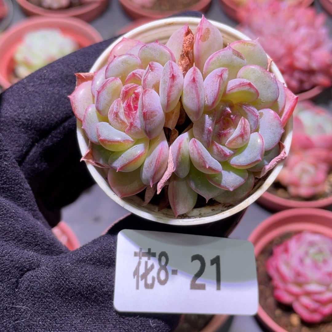 花利美8-21新品双头