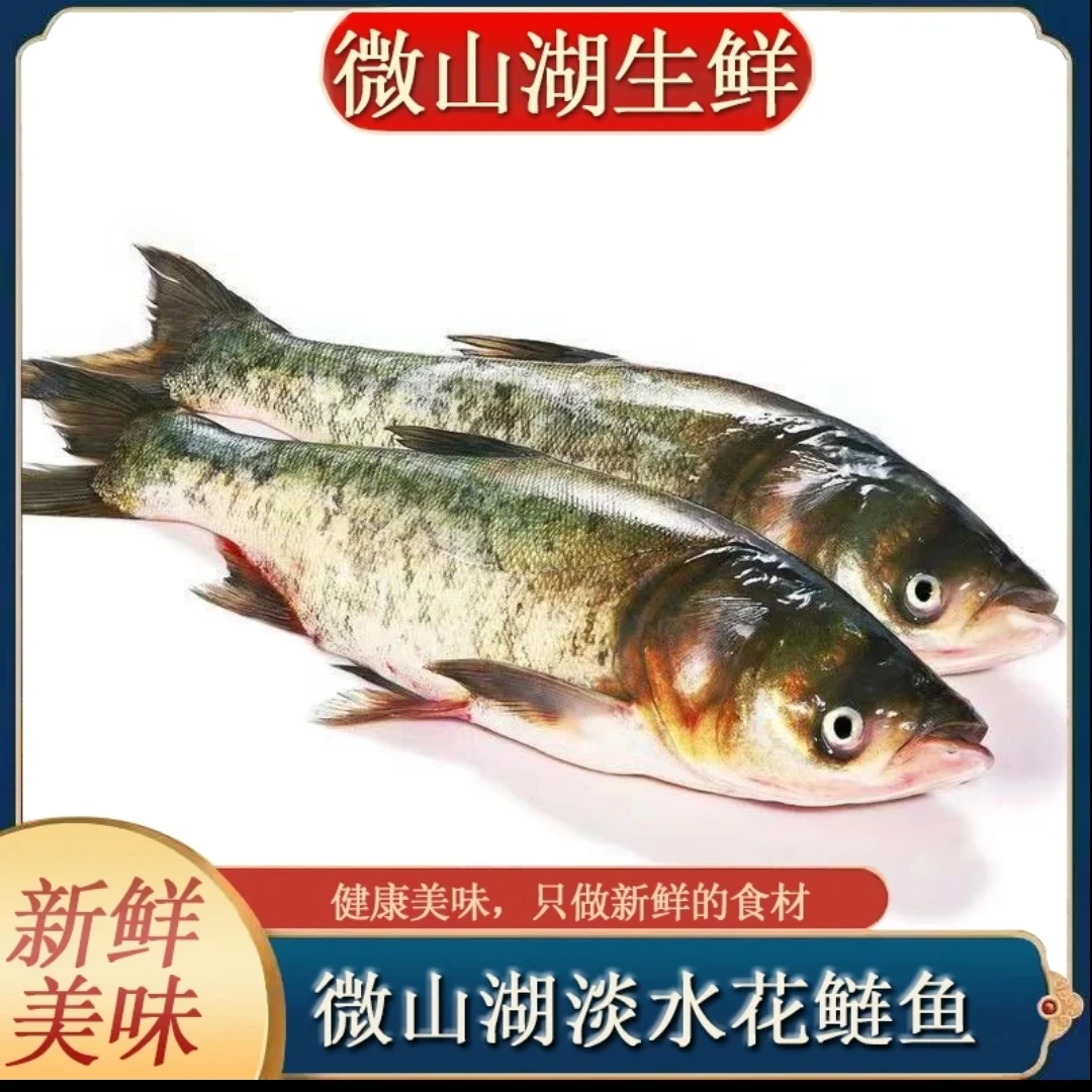【直播改价专用】微山湖原生态花鲢鱼胖头鱼活鱼现杀鲢鳙鱼大头鱼