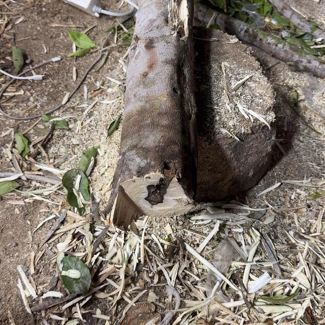 无纺布无纺布袋子装的