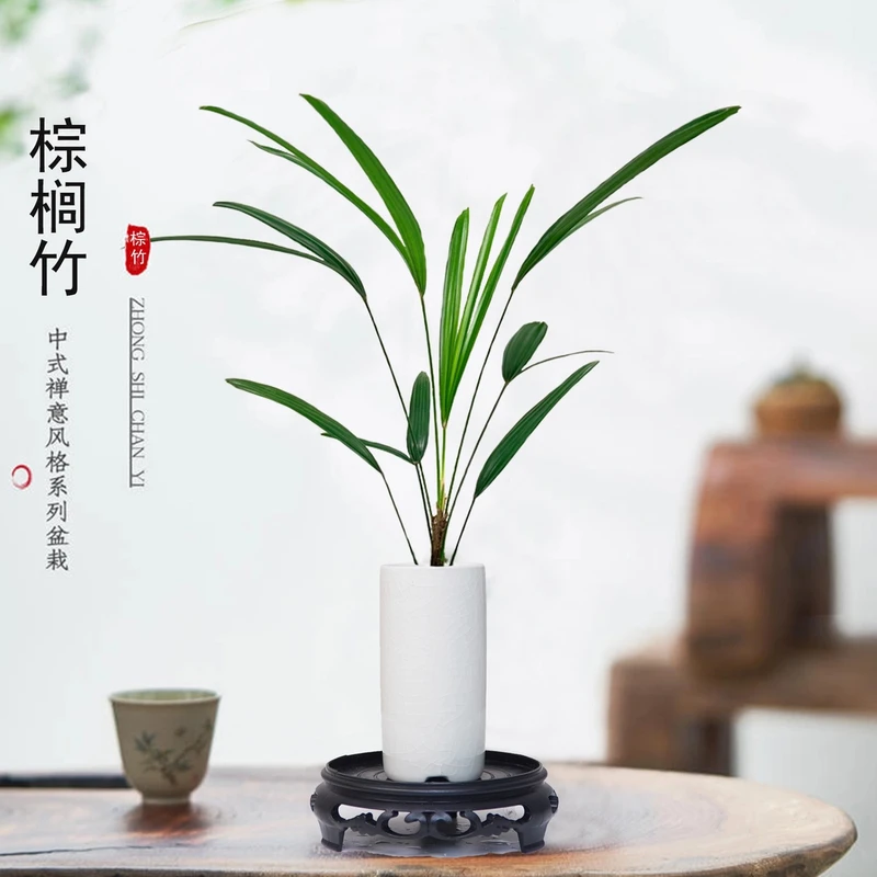 【四季常青】棕竹盆景小盆栽室内绿植花卉迷你植物桌面阳台办公室