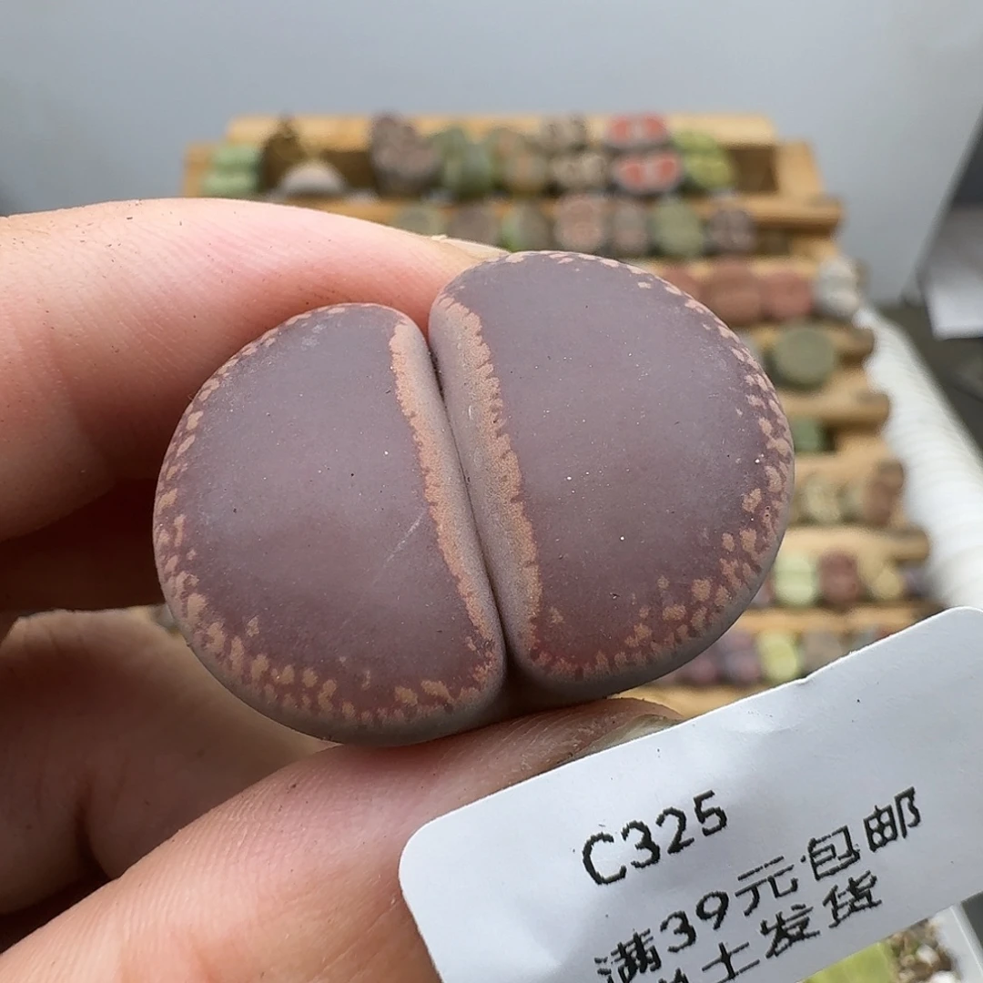 325多肉哈哈哈哈哈哈哈