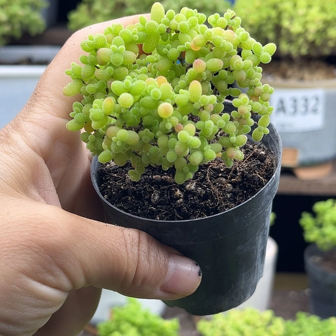 ****宝蜜桔糖球优选枝干番杏