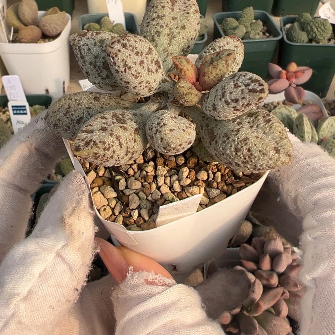 857老桩一颗胖嘟嘟实生水泡