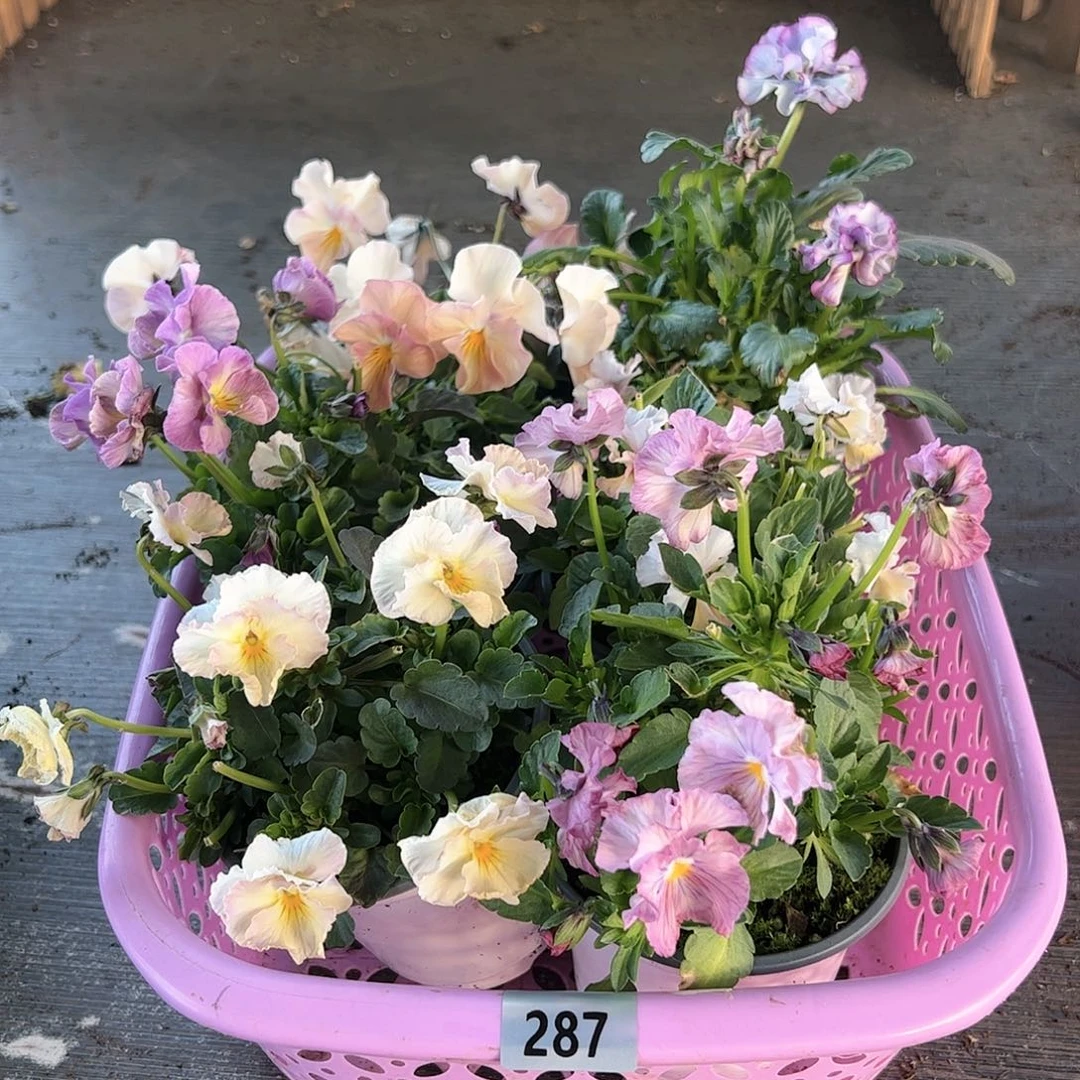 【闪购商品】287号