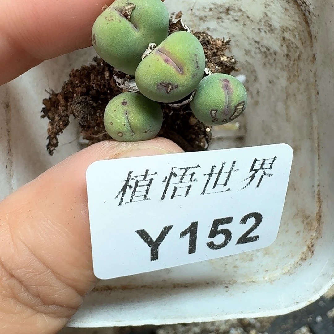 152号多肉植物哇d g