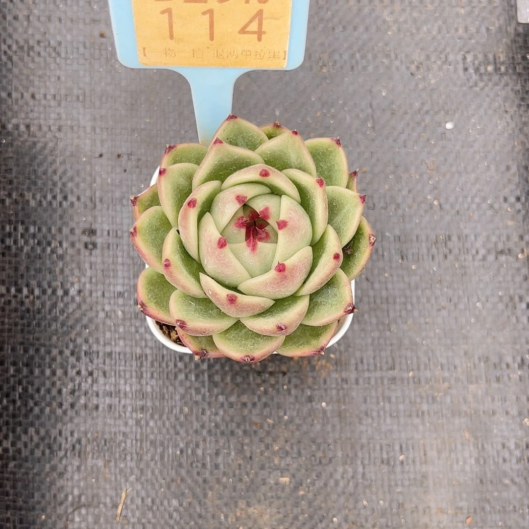 云尘多肉一物一拍114