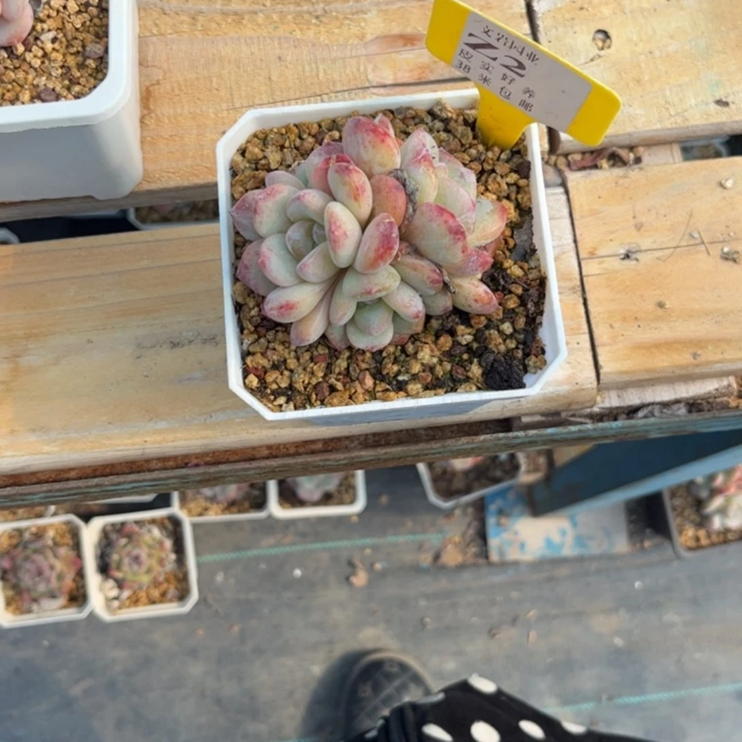 水****~多头植物1111星影