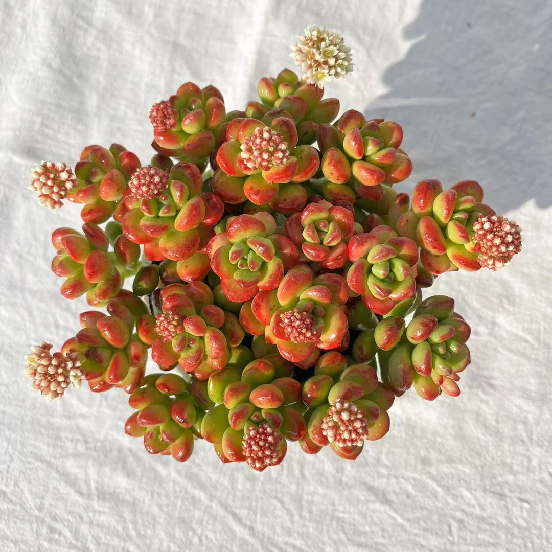 香妃丸叶松绿越晒越香多肉植物不怕晒新手推荐好养绿植盆栽带盆发