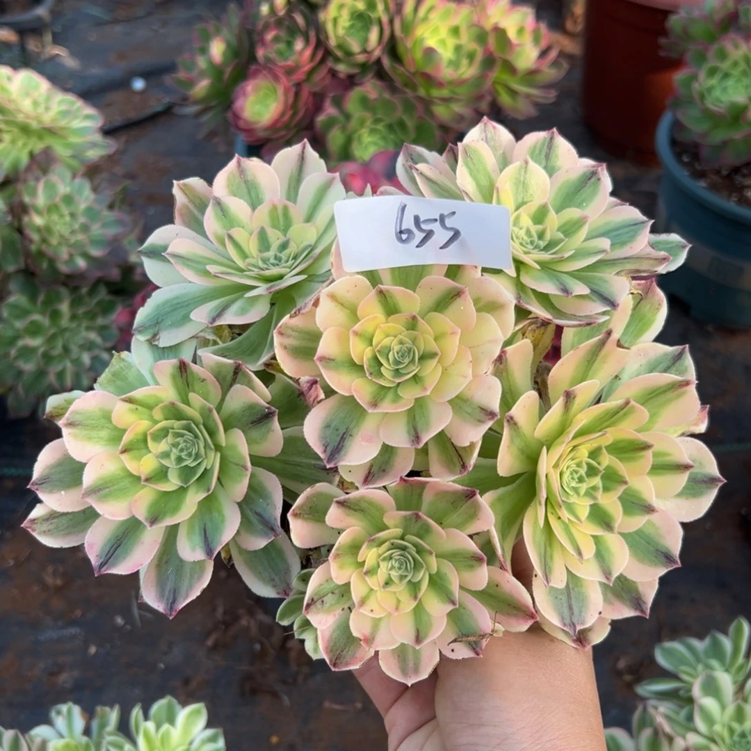 多肉植物655脱土的