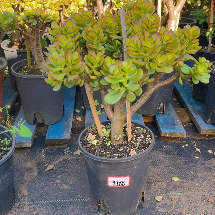 大***芳9288姬红花月半土球带盆