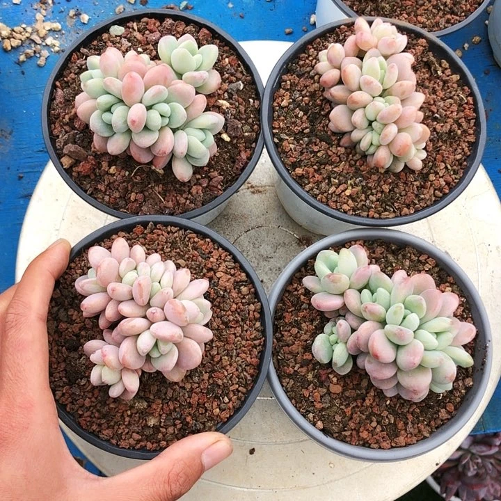 洛神缀化多肉植物