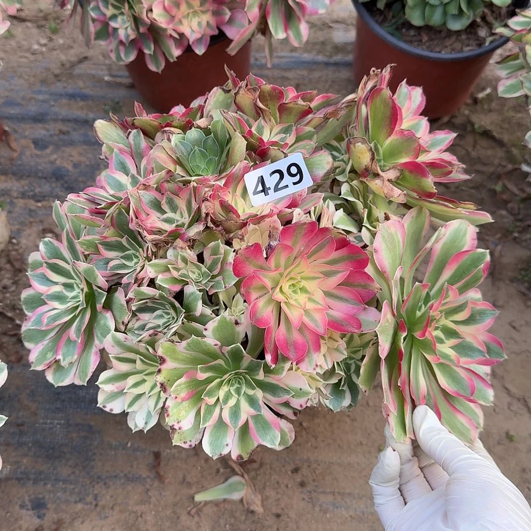 多肉植物叶罗刹429