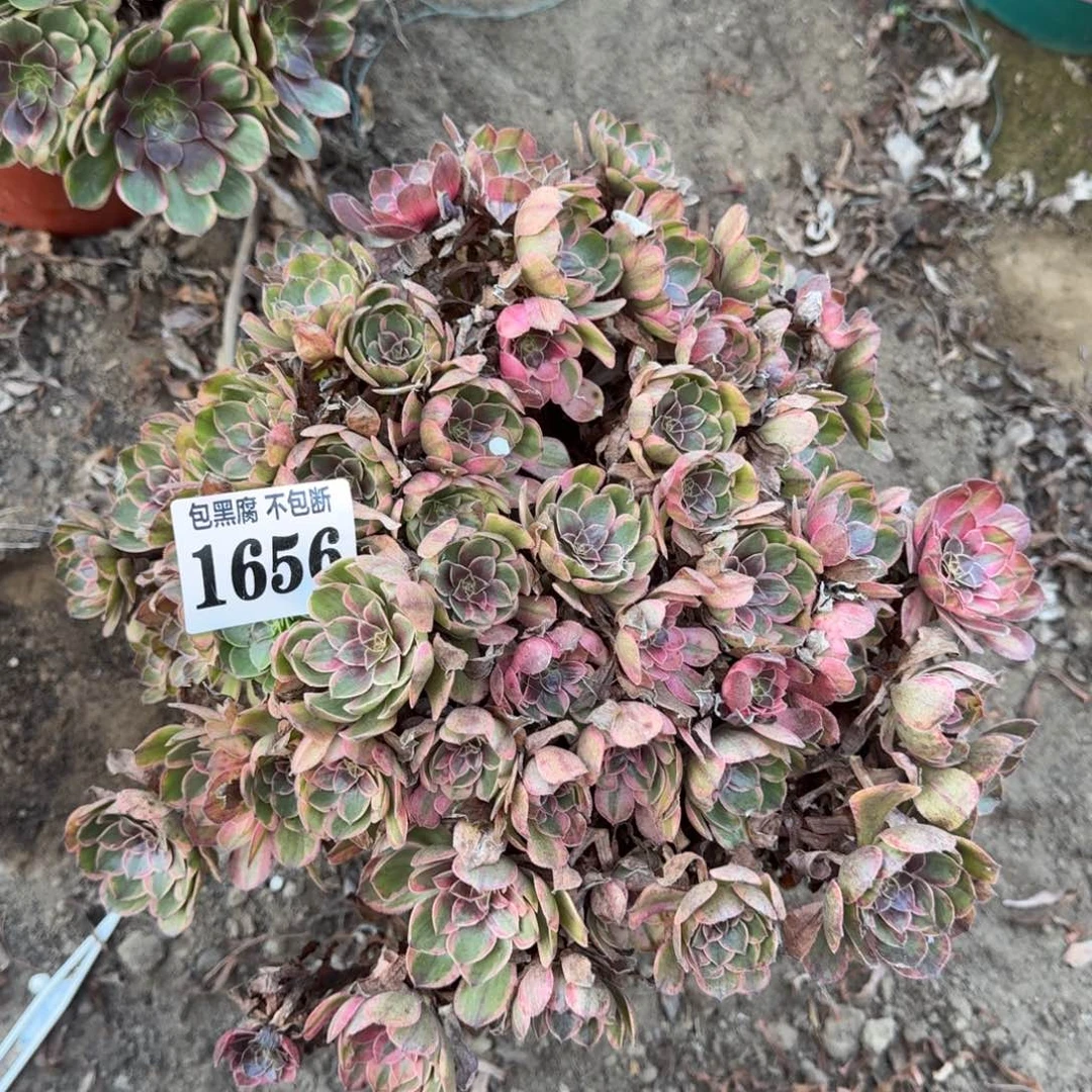 17 阴27法师万七彩1656