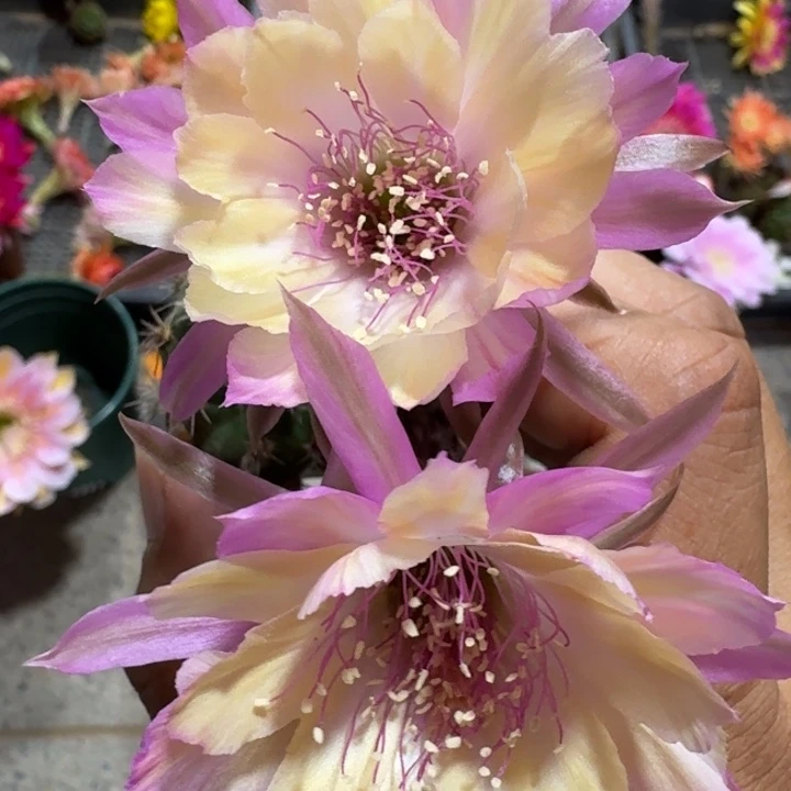 202丽花极光歪3公分左右无根侧牙，20包邮