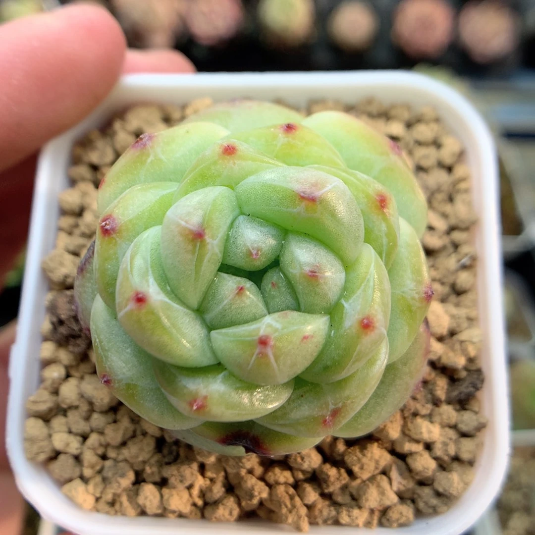 F121 ，柿子多肉20包邮两天凑单