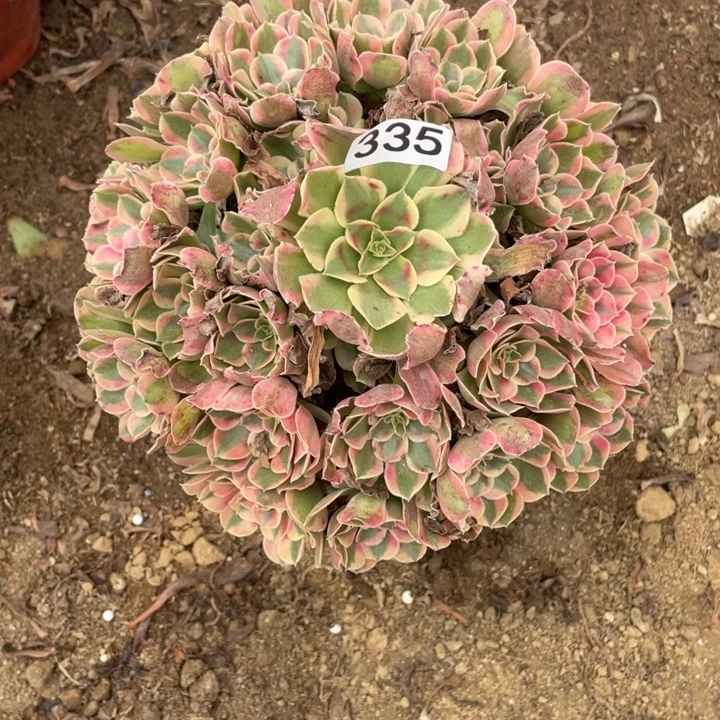 清****无花朵335多肉植物妖月