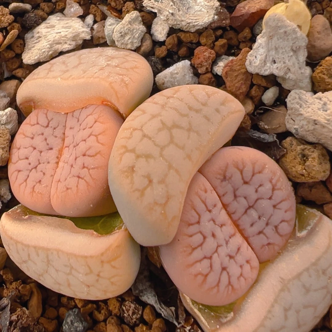 93多肉植物百科知识