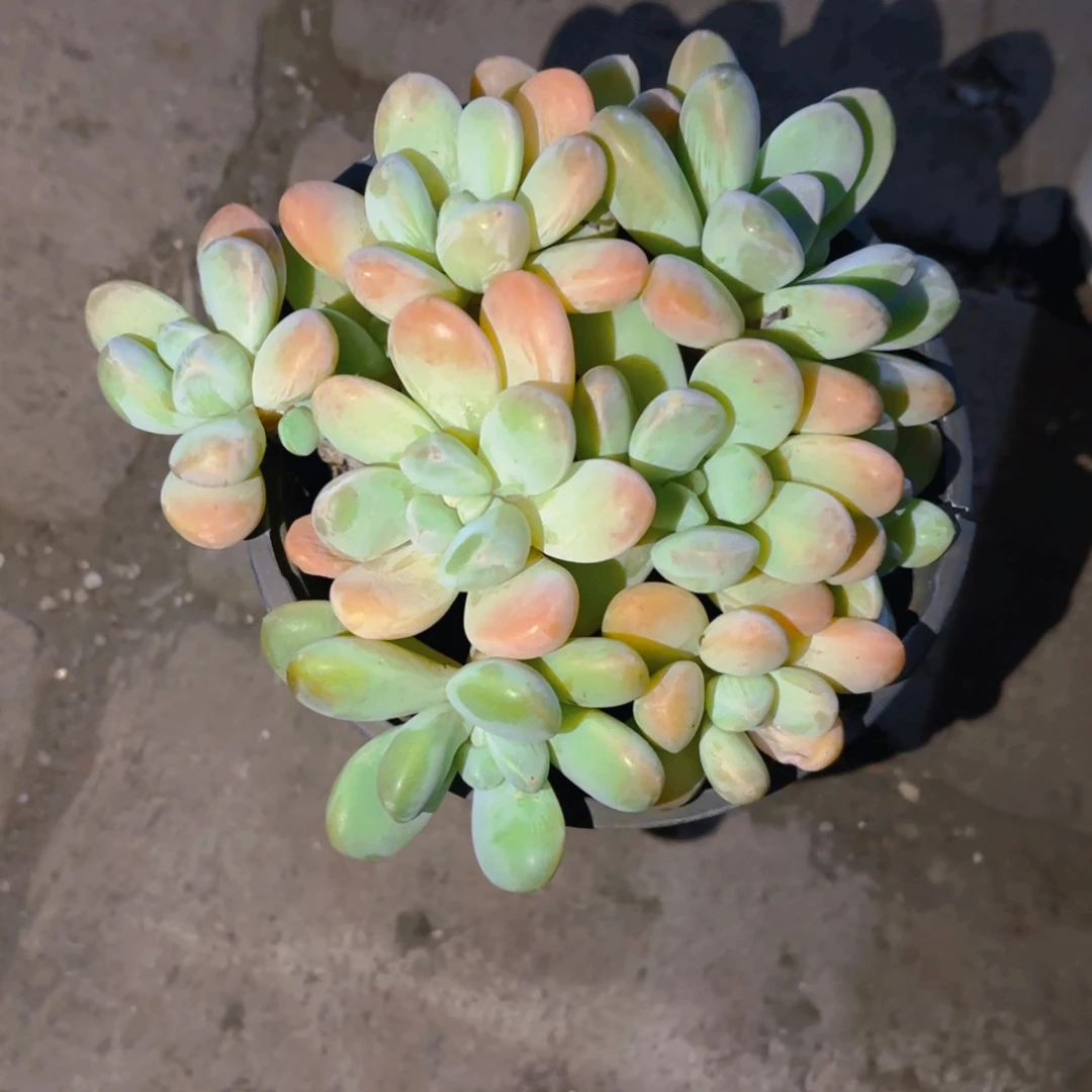 香玉整群新疆包邮11cm