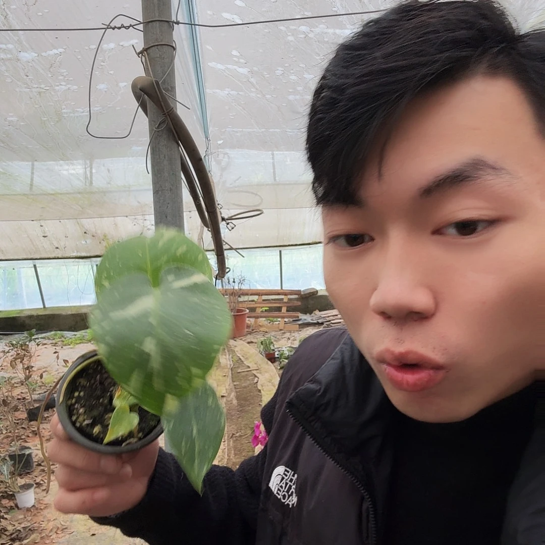 完全开放洒金龟背竹小苗一棵