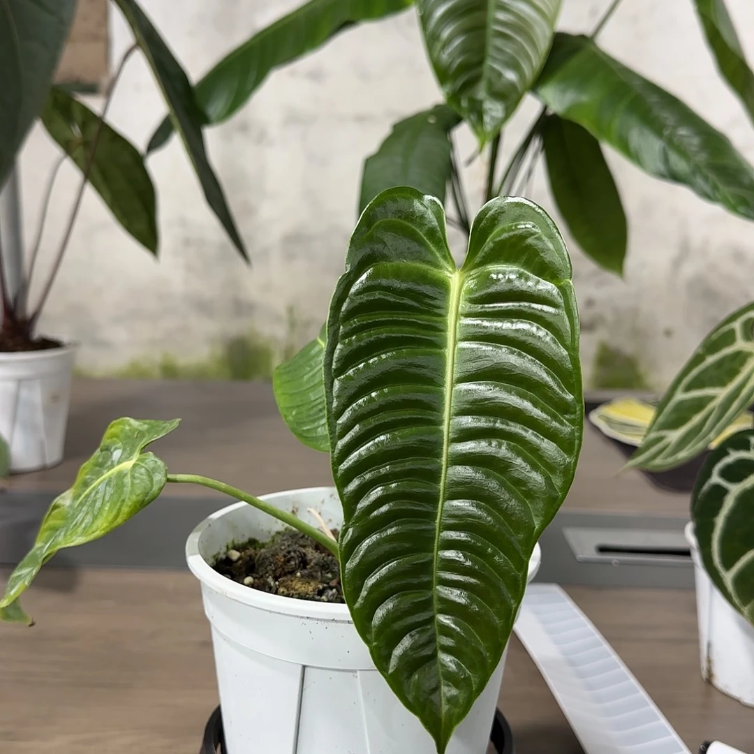 无花朵火鹤王花烛