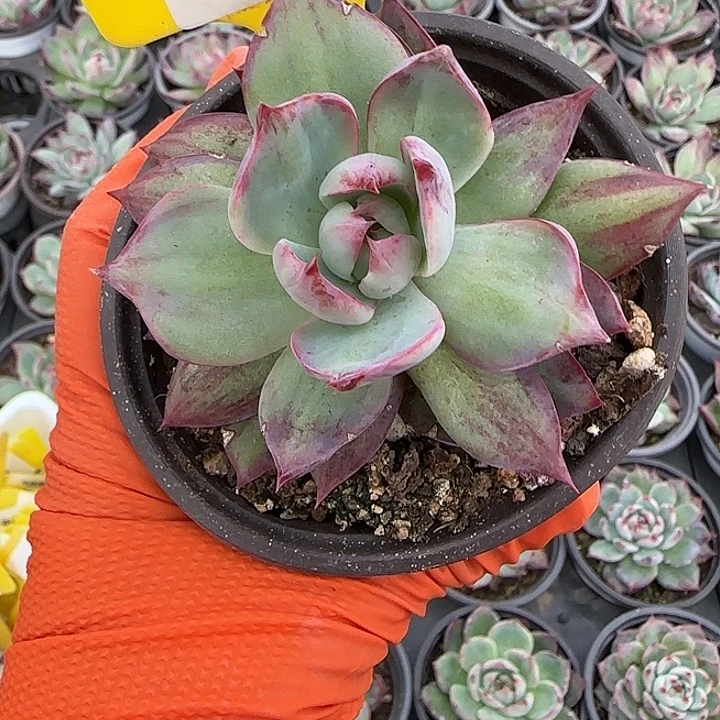 153惊鸿仙子多肉植物6-9cm