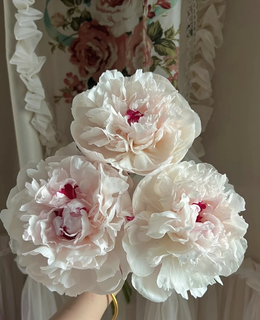 [高原三点红]高山芍药鲜切花  甘肃基地直发