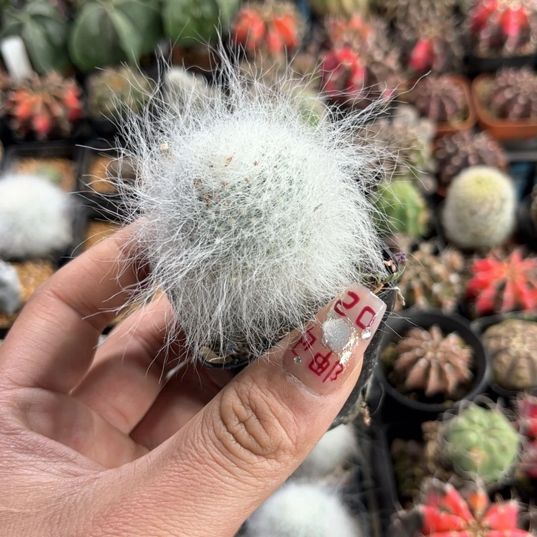 单头雪原玉翁单头发货