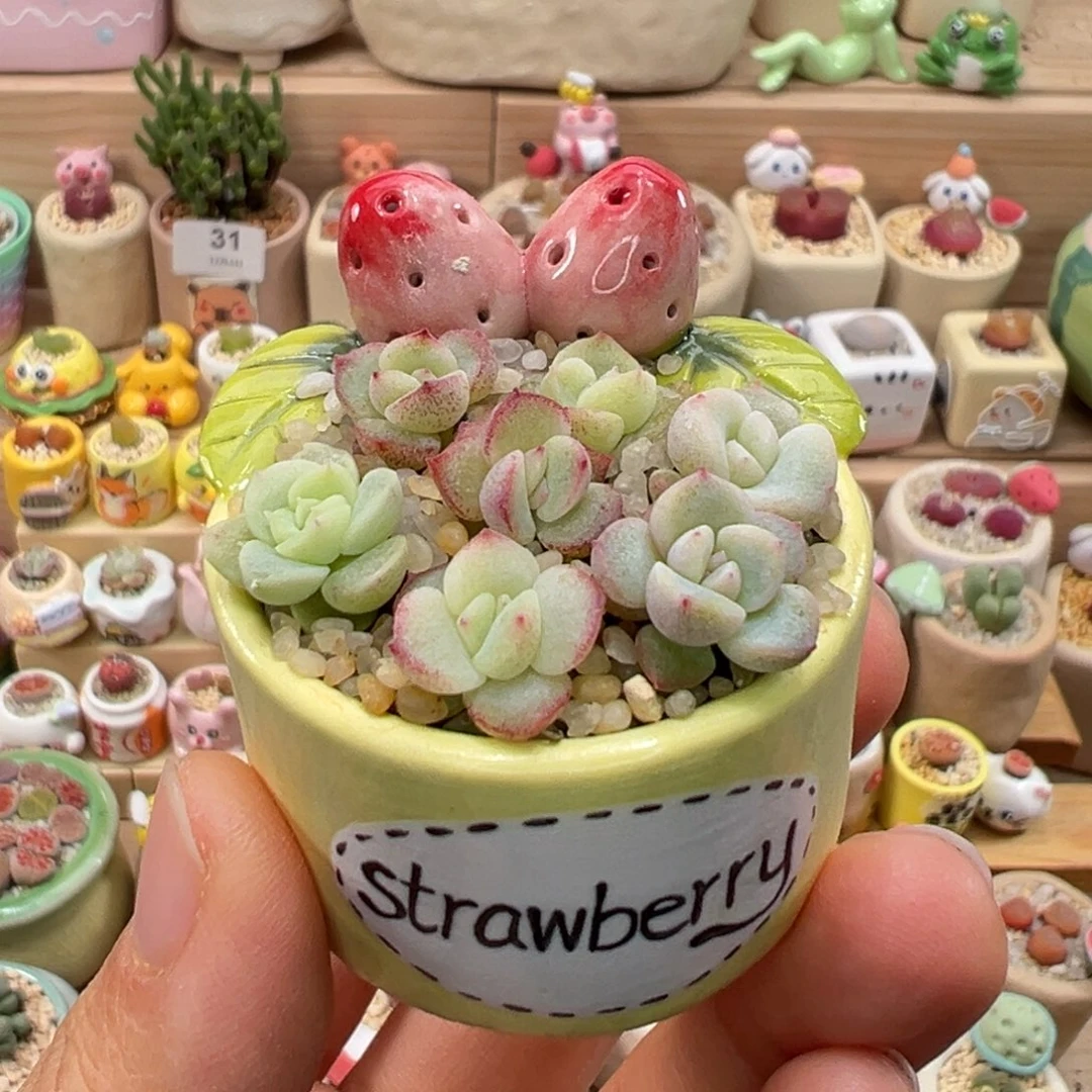 多肉植物93号小花花