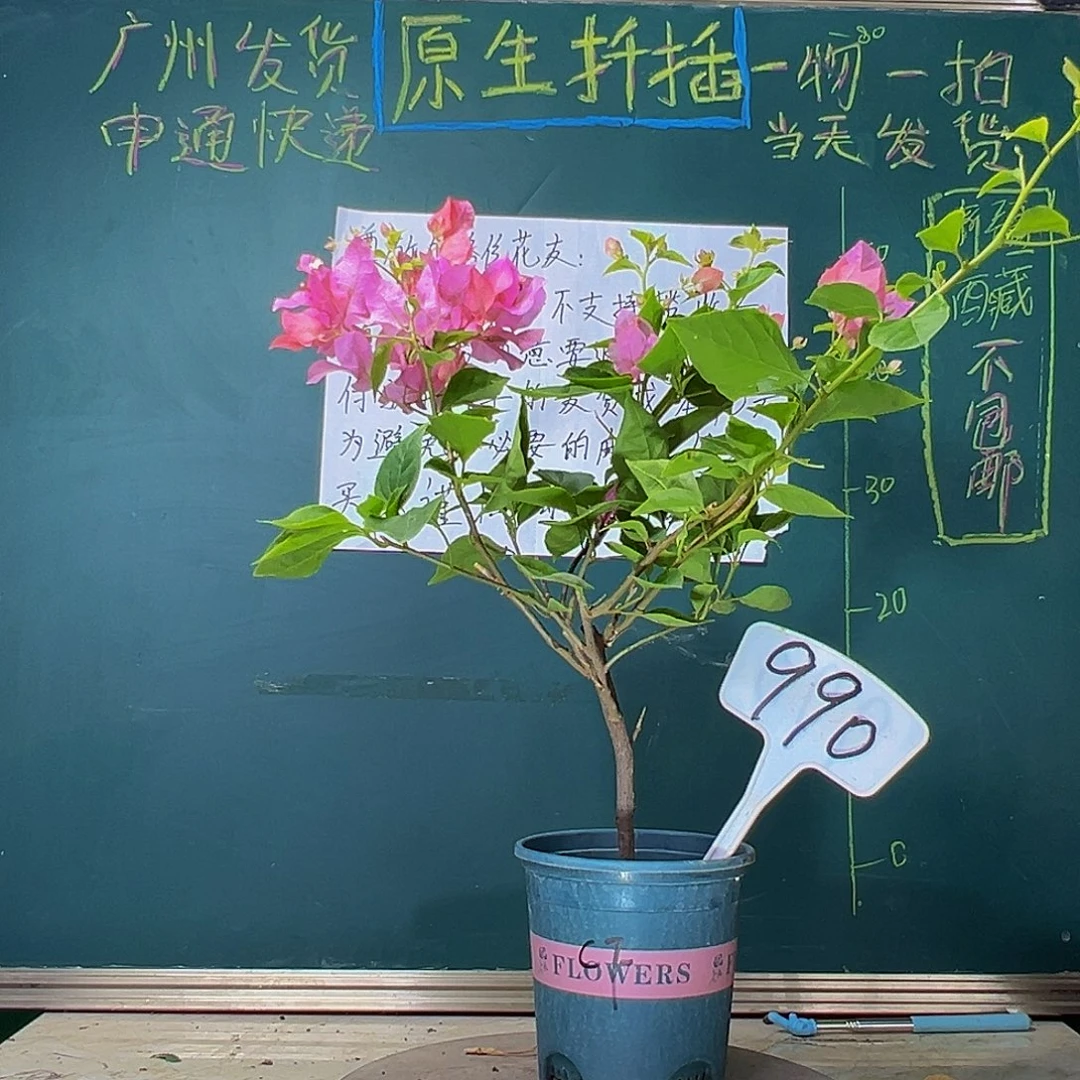 当前无花栽培后可以开花橙粉公主990