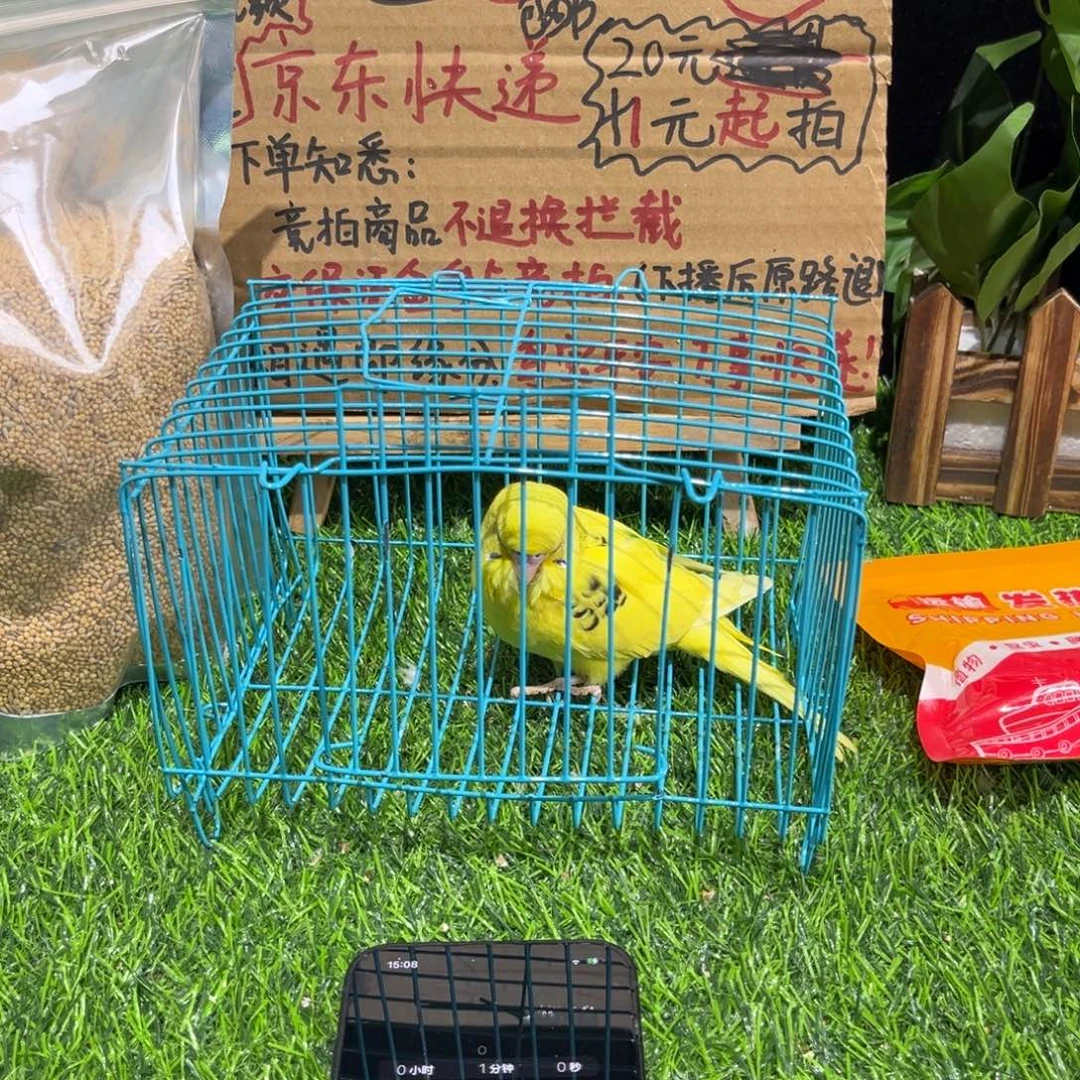 无****虎皮鹦鹉虎皮鹦鹉一只，一物一拍不退换竞拍