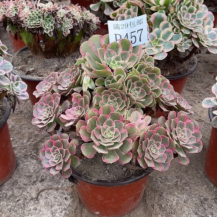 457安娜多肉植物