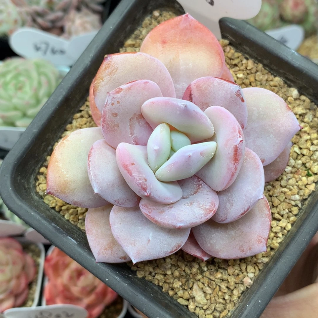 韩货奶茶老桩428