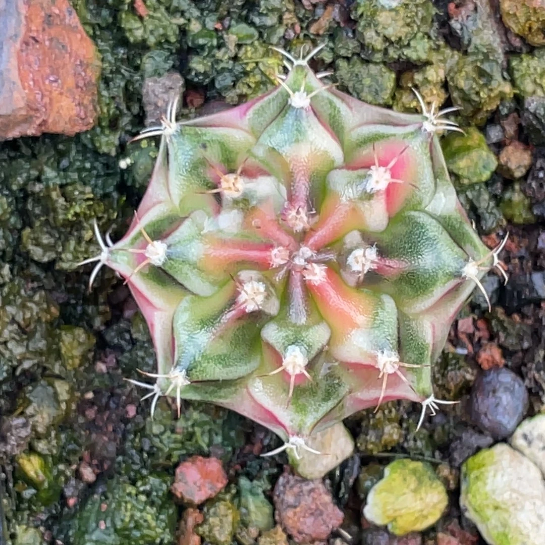 当前无花朵，栽培后可花朵粉白臀虎斑