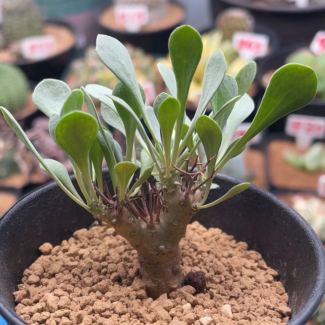 实生黑鬼殿厚敦菊仙人球