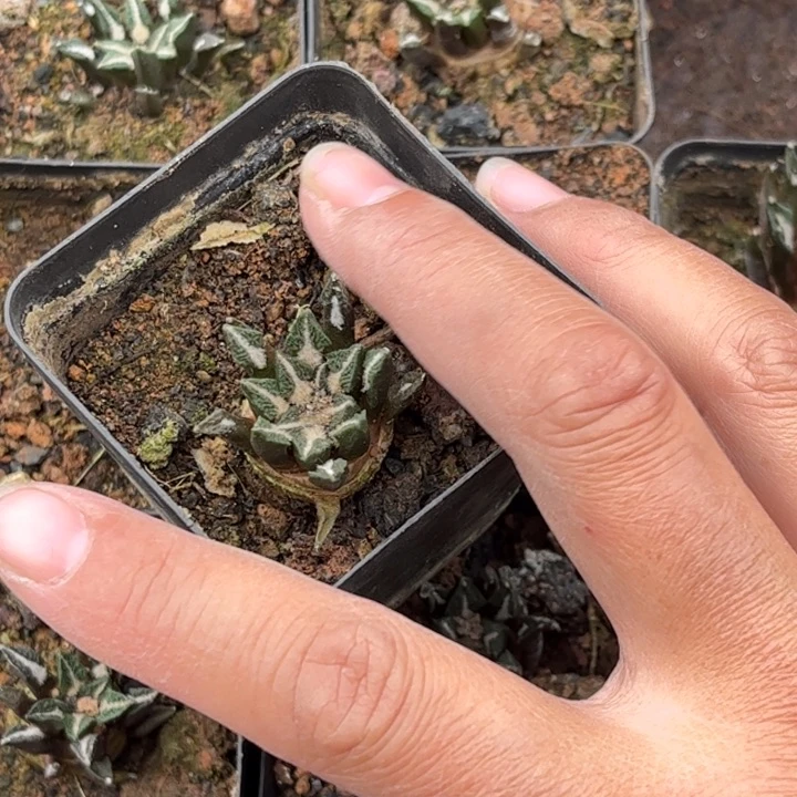 实生黑牡丹好养皮实好活