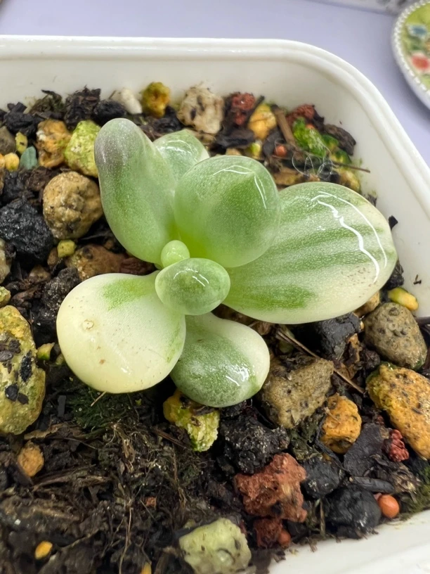 （直播链接）奶酪锦  橙雪球锦 日本黄金鸡蛋奶酪锦 彩虹锦