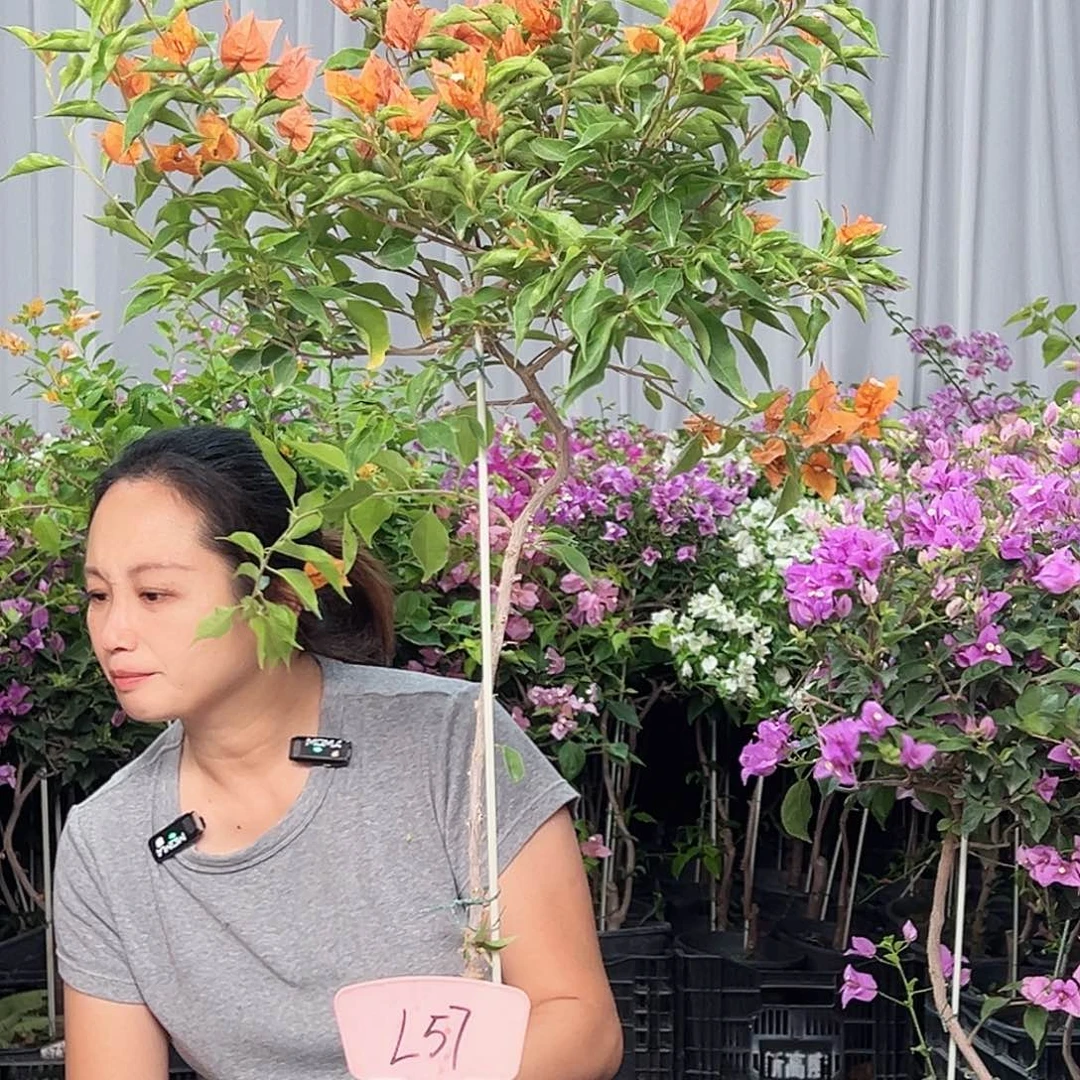 壹***地当前无花栽培后可以开花L57橙桑巴