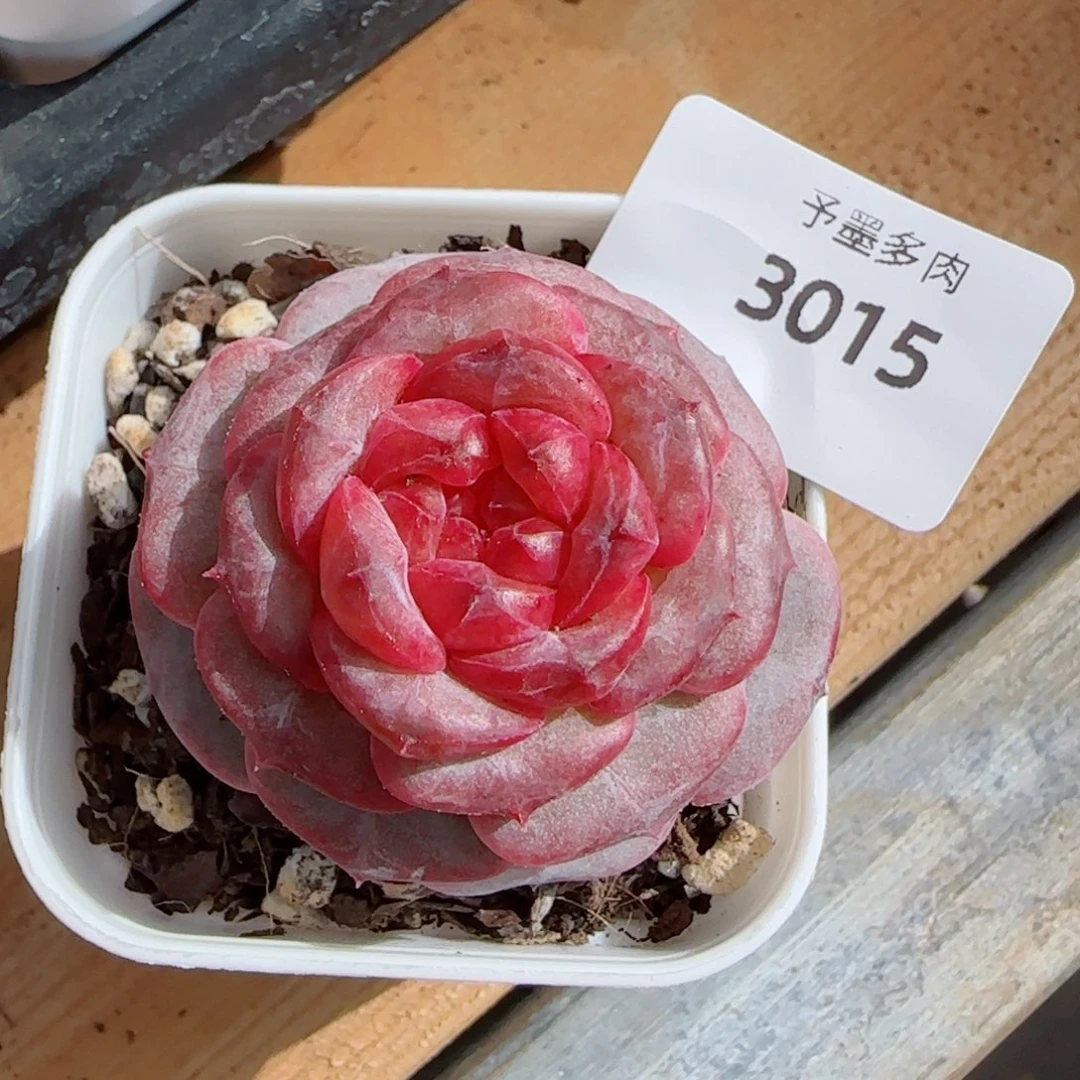 红莓，3015多肉植物