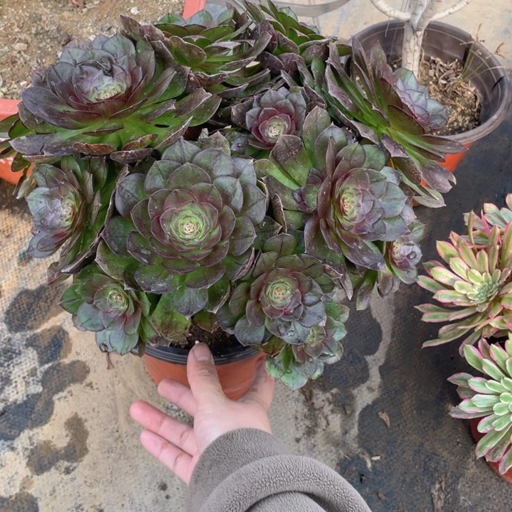 182黑魔法师多肉断枝不售后