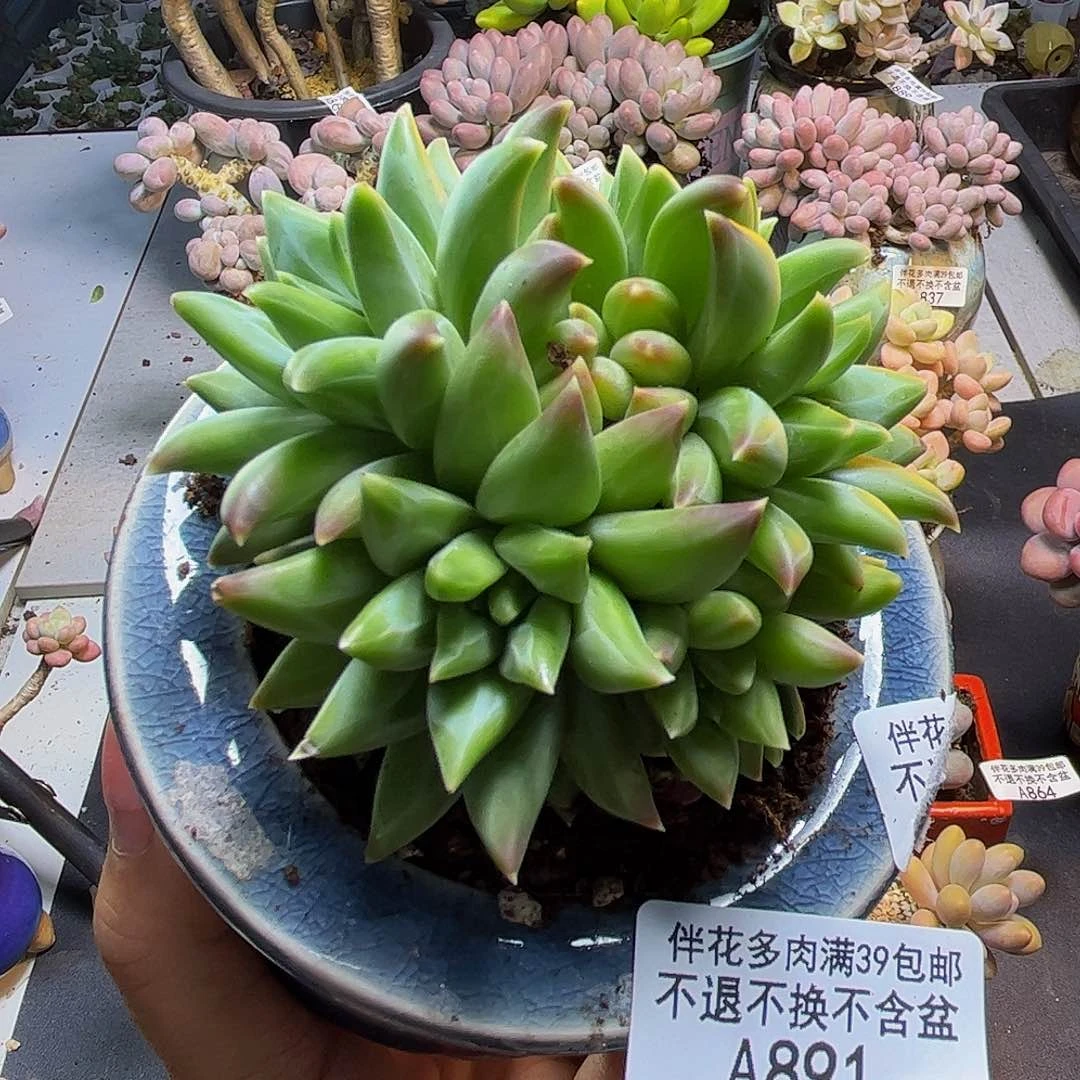 幻影美人891/8cm多肉