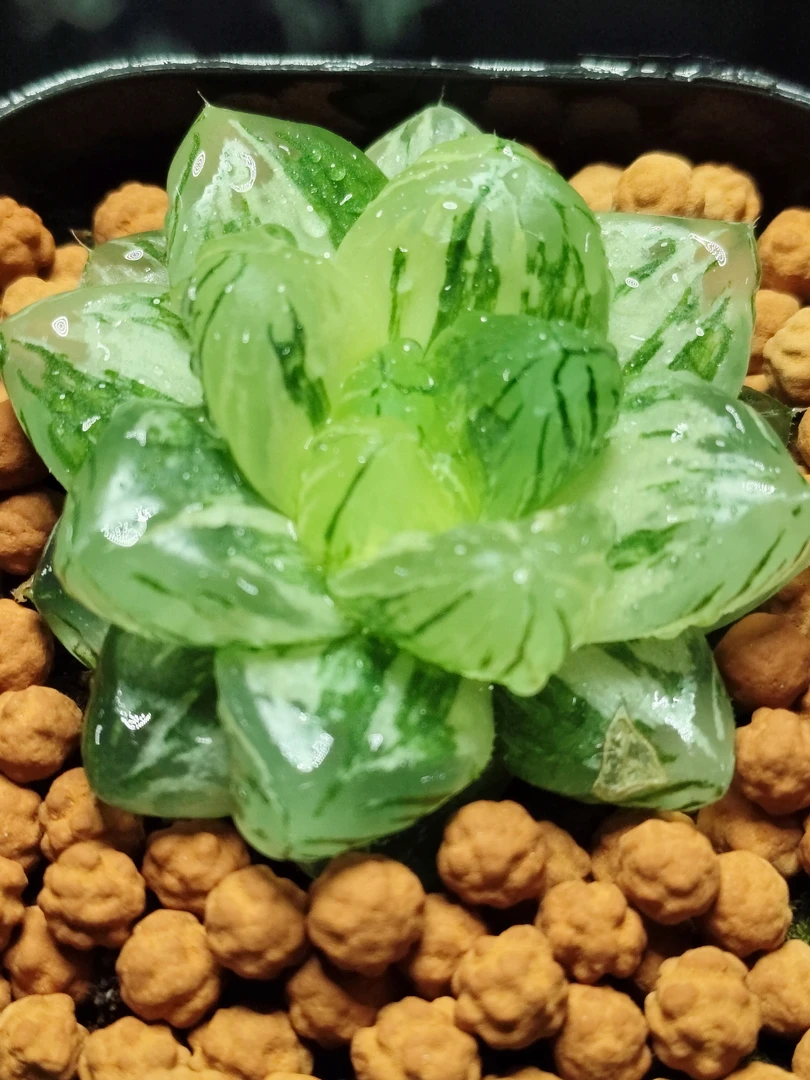 花火锦玉露十二卷多肉植物组合室内净化空气盆栽