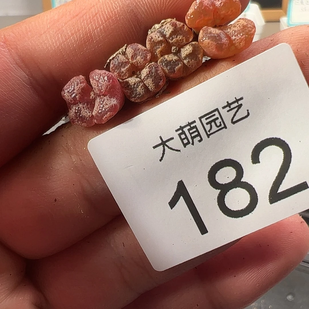 0000182 一物一拍……