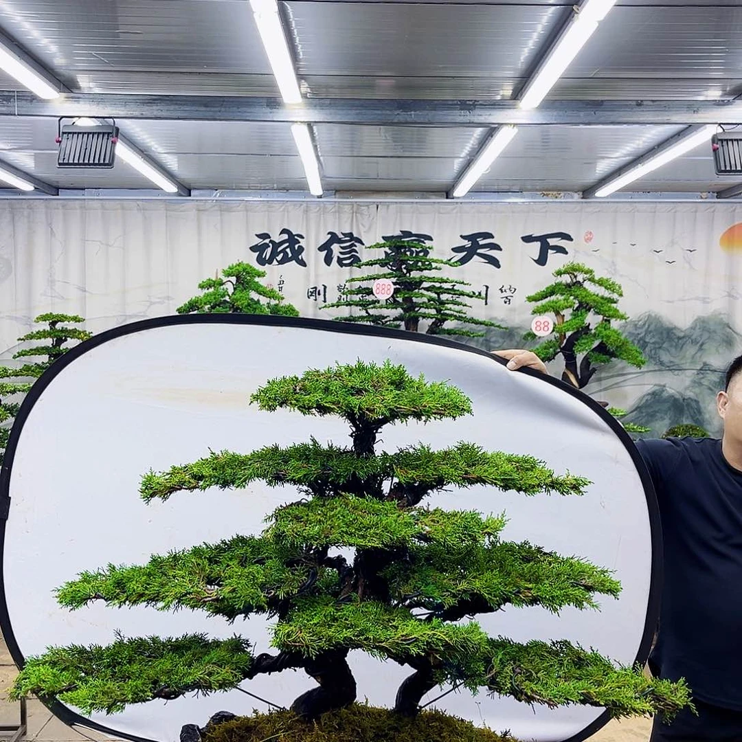 无花朵罗汉松盆景专场直播