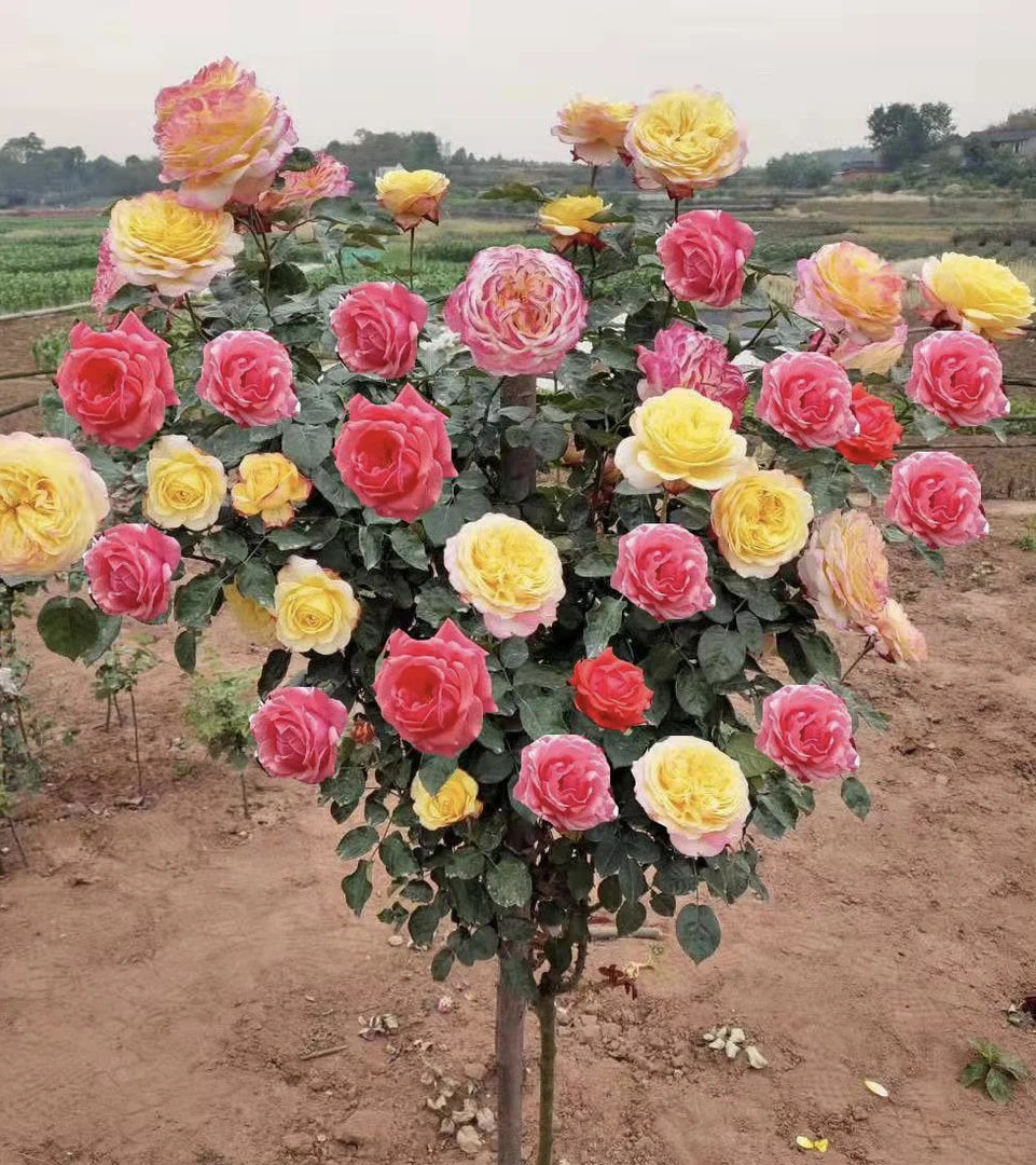 多色变色复色彩虹树桩月季棒棒糖庭院阳台花园走廊