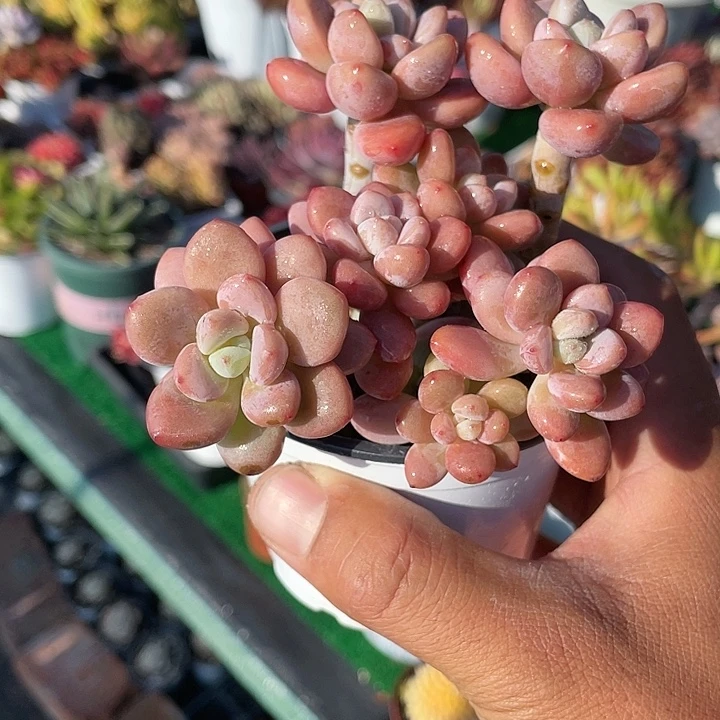 洛神老桩带盆发货