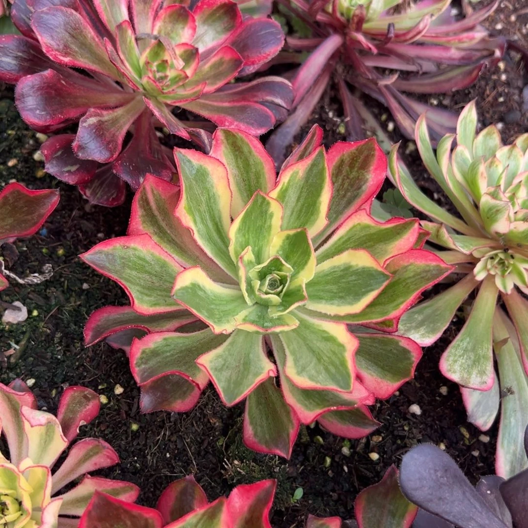 魅影一颗9.9多肉多肉